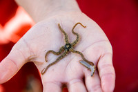 rock pooling